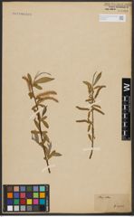 Foto von Salix alba L.